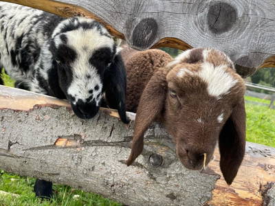 Bild 12 aus  Hirzhof