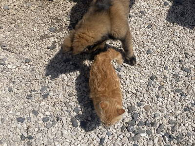 Bild 14 aus  Andis Reiterstüberl