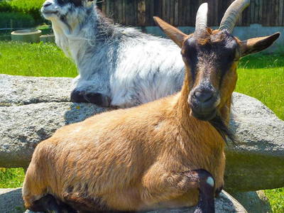 Sonnige Zeiten auf dem Ferienhof Kluvetasch