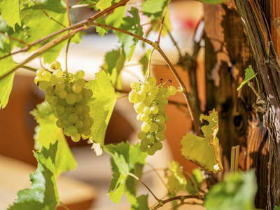 Bild 24 aus  Haus Lentsch