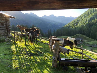 Bild 36 aus  Waldhäuslhütte