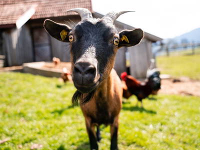 Bild 78 aus  Ferienhof Ederbauer