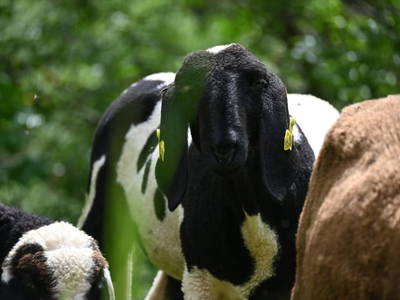 Bild 18 aus  Ferienwohnung Feistritzer Holdernig