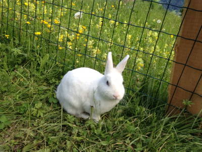 Bild 34 aus  Oberegghof