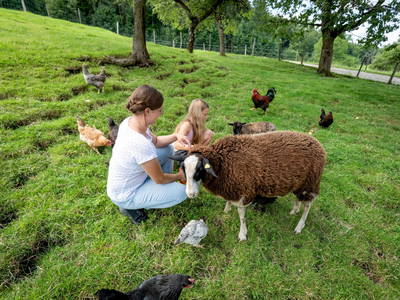 Fütterzeit bei den Schafen und Hühnern