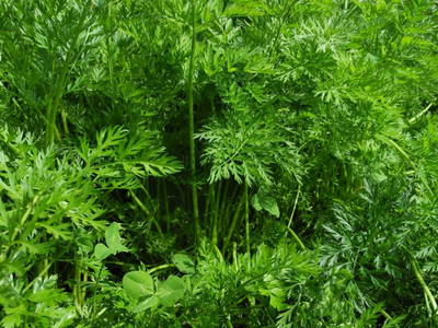 Bild 62 aus  Peter in der Edt