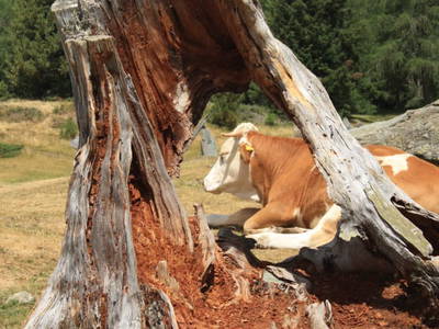 Bild 10 aus  Hof Wieser - Kinderbauernhof