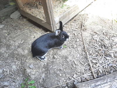 Bild 39 aus  Privatzimmer Würger