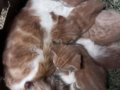 Bild 33 aus  Bio-Bergbauernhof Möslhof