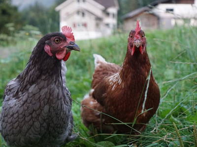 Bild 46 aus  Bauernhof Bertsch