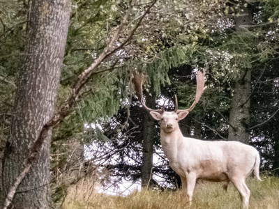 Bild 16 aus  Fuchs und Hase