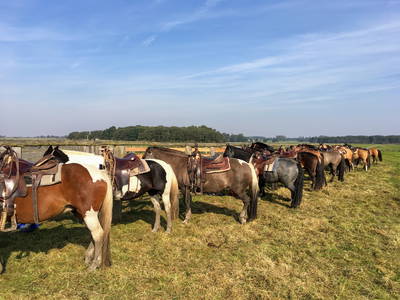 Bild 63 aus  FerienGut Dalwitz     www.feriengutdalwitz.de