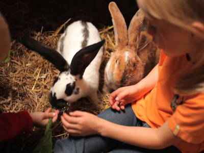 Bild 7 aus  Bauernhof Gördes