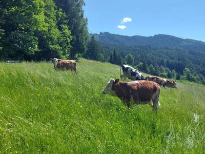 Bild 133 aus  Hüttstädterhof
