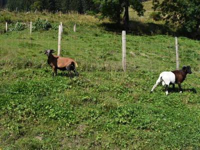 Bild 30 aus  Alm-Ferienhaus Schleinzer
