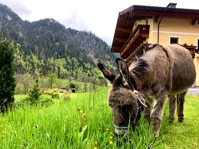 Bild 29 aus Alpen Appartements Oberlehengut HIDEAWAY