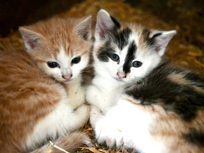 Bild 42 aus  Hinteregger