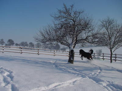 Bild 64 aus  Schönlehenhof