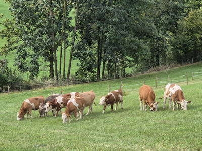 Bild 27 aus  Obergrafenberger