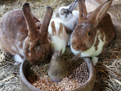 Hasen und Kaninchen füttern