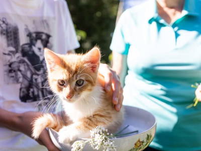 Bild 161 aus  Miniponyhof Wild