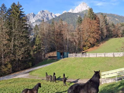 Bild 61 aus  Pferdehof Oberegg