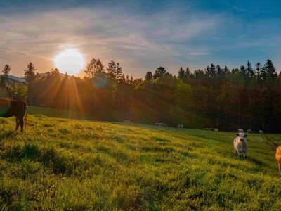 Bild 45 aus  Pircherhof - Adults Only am Biobauernhof