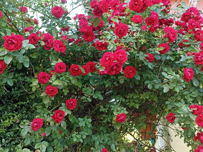 Bild 10 aus  Kaserer