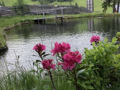 Bild 85 aus  Grossa Hütten