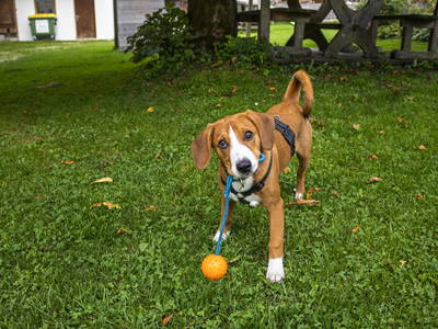 Bild 67 aus  Ferienhaus Widauer am Herzoghof