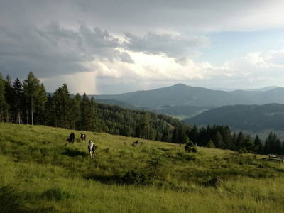 Bild 25 aus  Almchalet Nikola