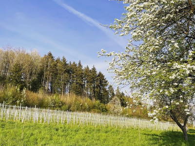 Bild 82 aus  Trattnachtaler Weinhaus