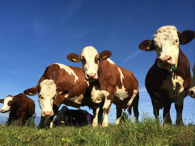 Bild 27 aus  Zwanzgerhof