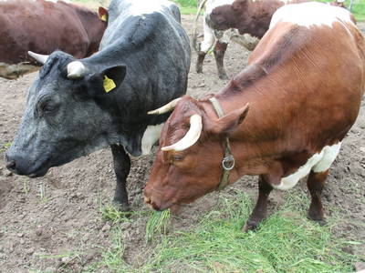 Bild 207 aus  Untererschbaum