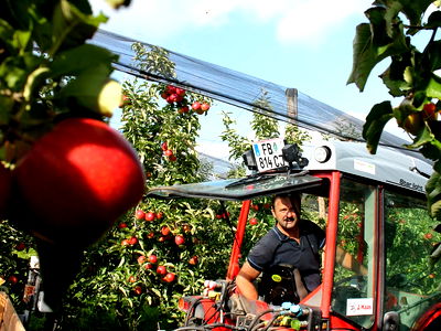 Bild 43 aus Brandl Obstbauernhof