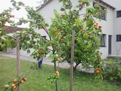 Bild 4 aus  Marillenhof