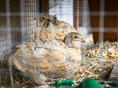 Bild 25 aus  Hochthron Suites