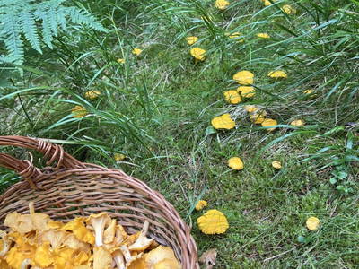 Bild 60 aus  Biohof Seidl