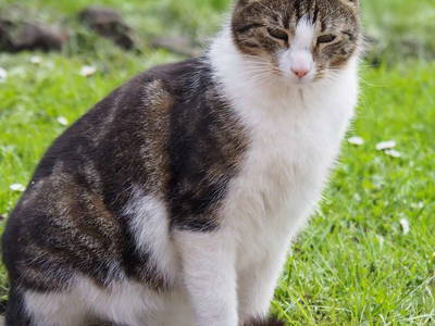 Bild 31 aus  Ferienhof Tödter