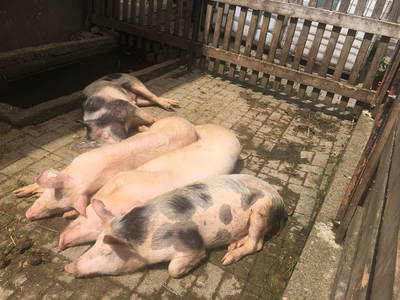 Bild 9 aus  Ferienpension-Bauernhof Mattenhof