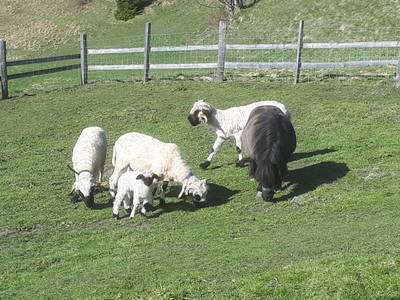 Bild 72 aus  Weißsteinalm