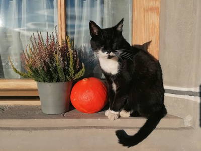 Bild 138 aus  Hoferbichlgut