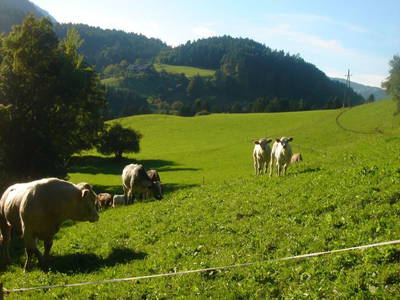 Bild 33 aus  Blumenhof Elfi