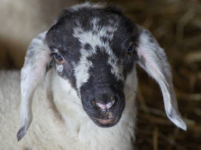 Bild 35 aus  Marteshof