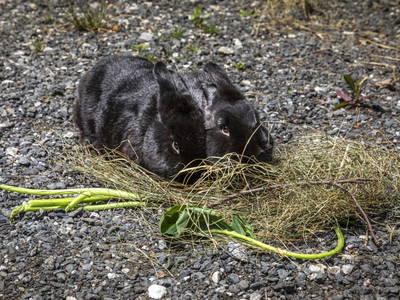 Bild 94 aus  Mittergasteg