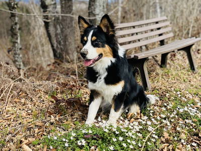 Bild 59 aus  Rutarhof