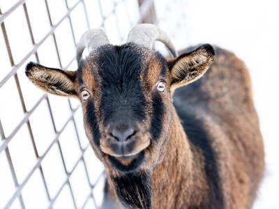 Bild 58 aus  Biohof Greflgut