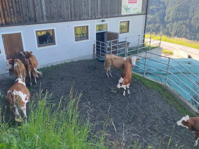 Bild 88 aus  Obersteffengut