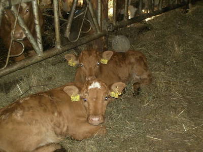 Bild 11 aus  Biobauernhof 'Moar in Greith'