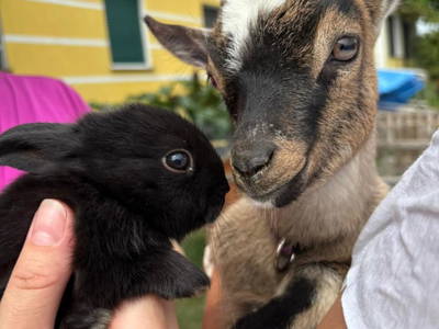 Bild 124 aus  Kerndlerhof